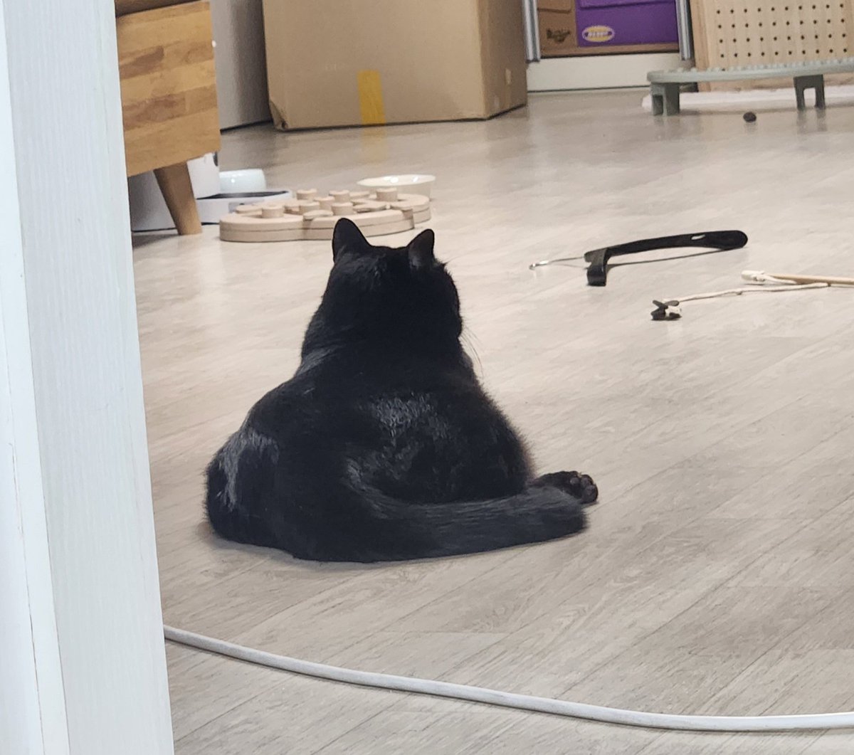 고양이가 어떻게 키세스