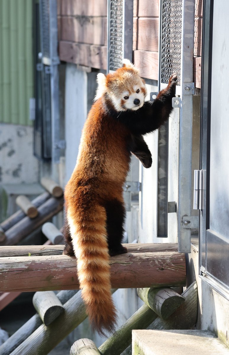 あんここ tweet media