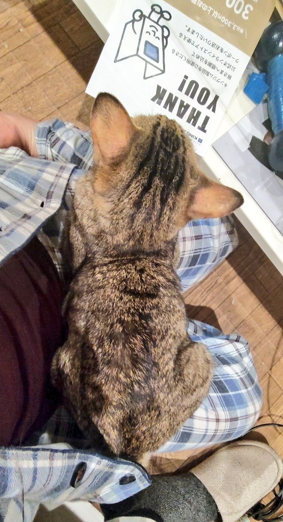 ちょちょちょ ちょーーーーー！！ #猫のいる暮らし 🥸のお膝にのる