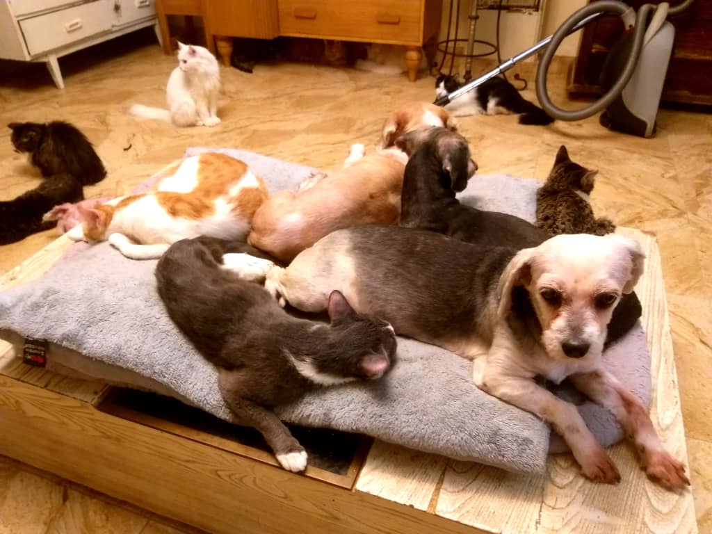 بهشت شیرین tweet media