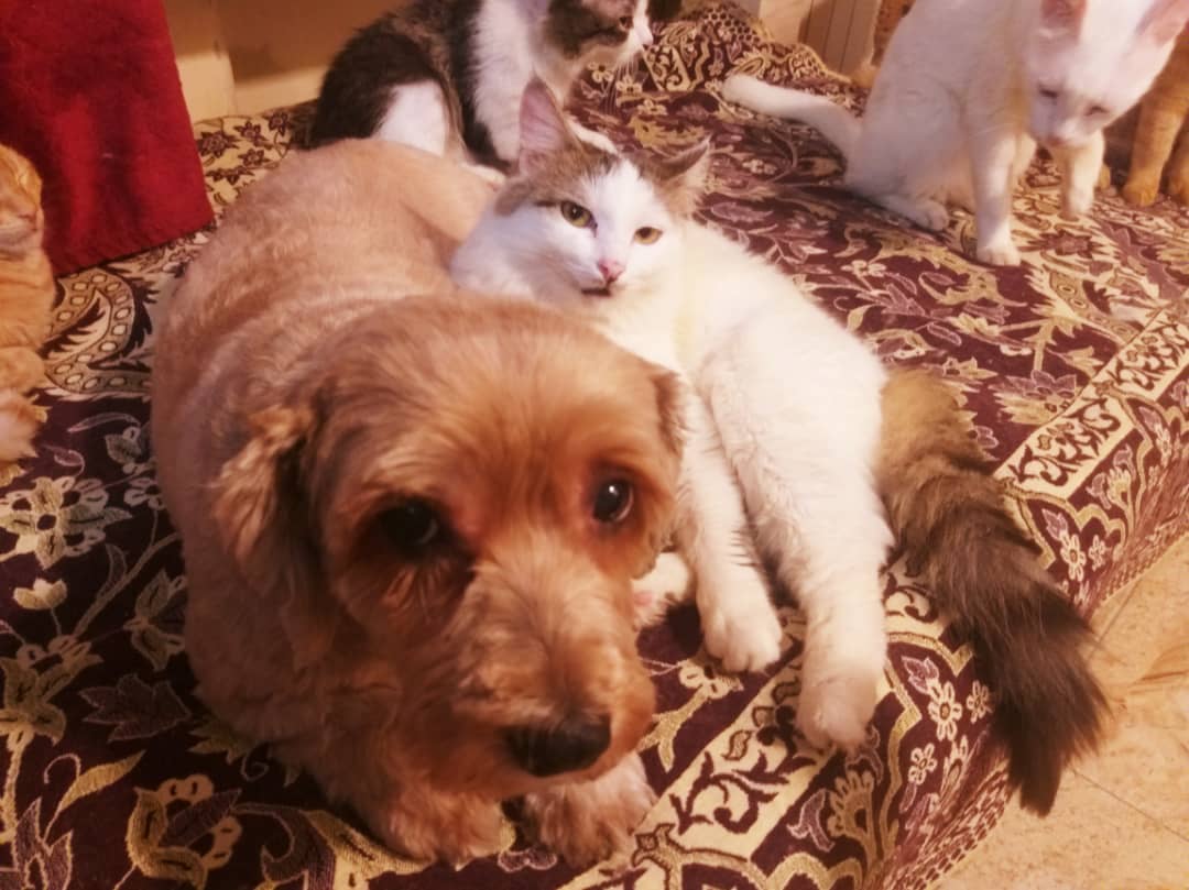 بهشت شیرین tweet media