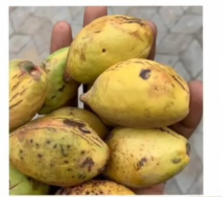 What the name of this fruit in your language?