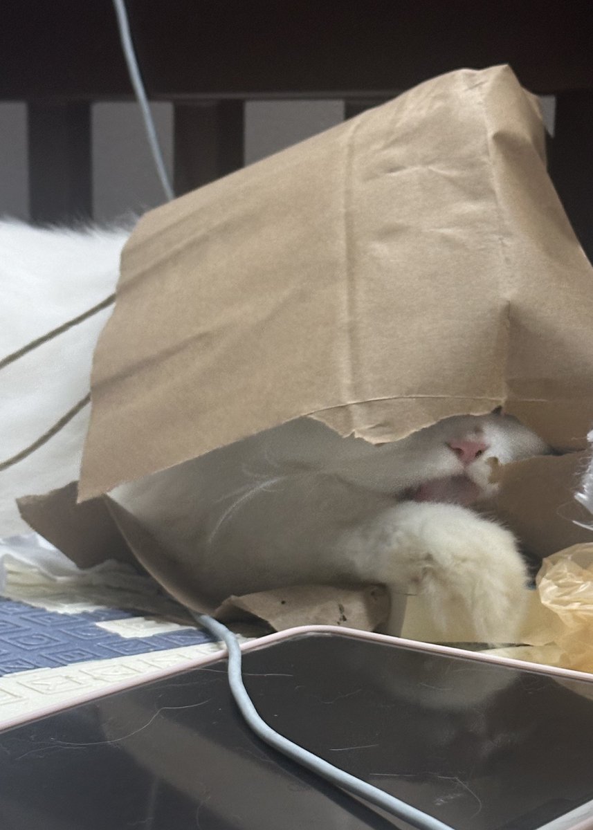 เมื่อวานคุยกะเพื่อนแล้วก้ได้ยินเสียงแกร้บๆๆๆๆ เพื่อนถามเสียงไร เลยถ่ายรูปให้ดูว่าไอฮุนทำไร ละกำลังหัวเราะกันอยุ่ ไอฮุนก้ต่อยมังคุดทะลุถุงออกมา แล้วก้ตามด้วยหัว หลังจากนั้นก้มีแต่เสียงแคว่กๆๆๆ ถุงกลายเปนชิ้น