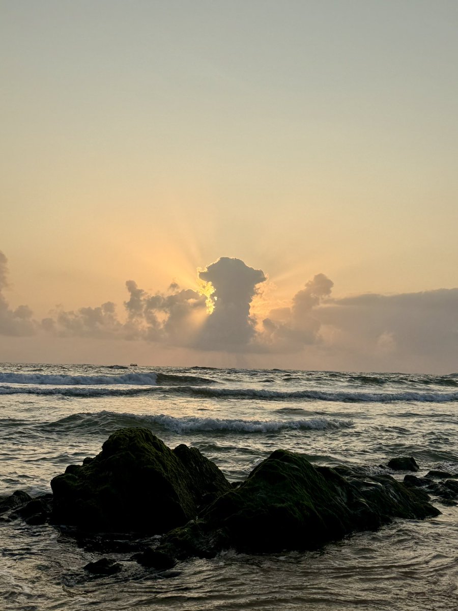 阳光牡丹姐~SunshinePeonySister🌤️🌺👩‍🌾 tweet media