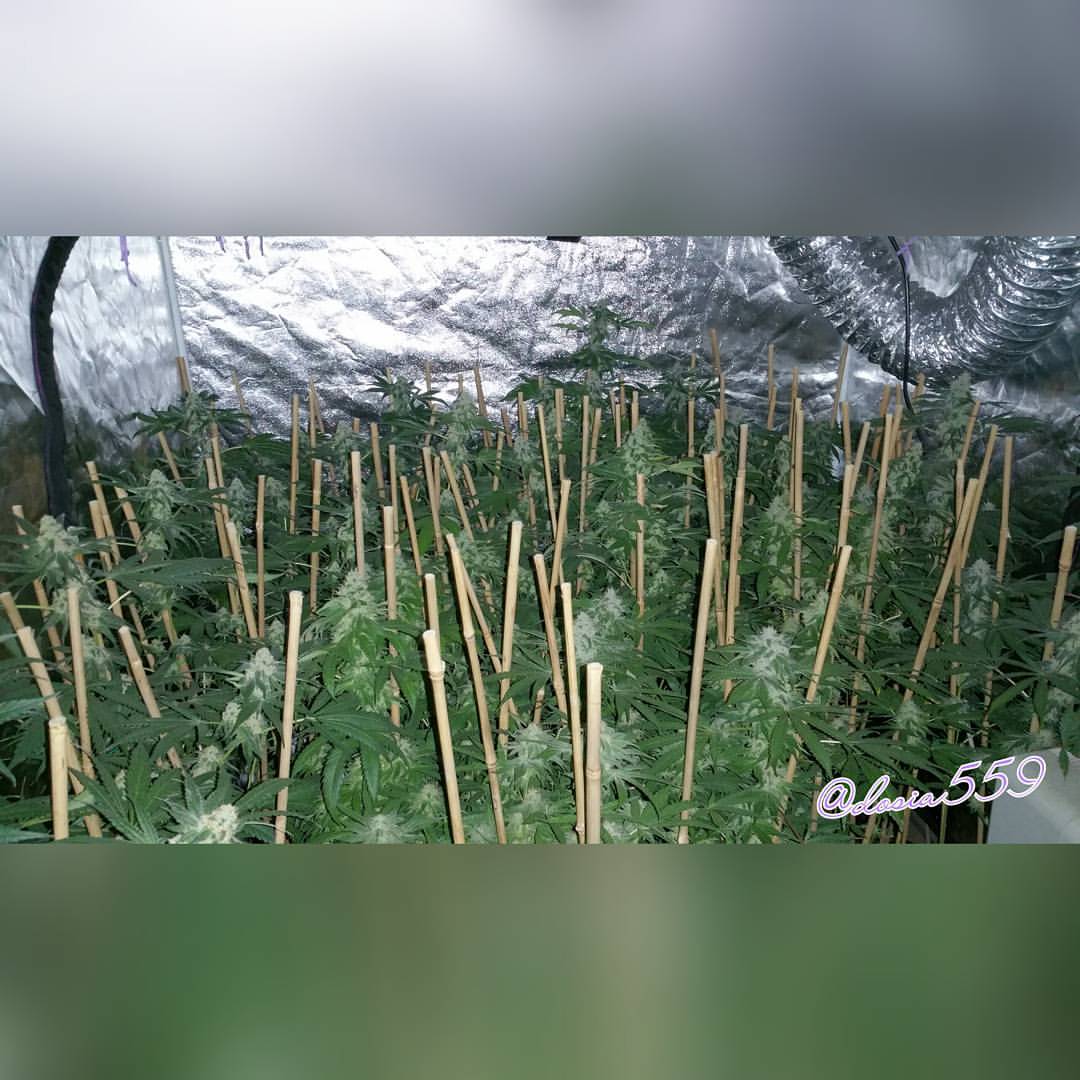 LoKeyFarms's tweet photo. #LoKeyFarms #Dosidos #MendoBreath #SKorange 7, 4, 2 #GrapeStomper #ThugPugGenetics #TahoeCure(not sure about this cut its the worst plant I've ever grown besides when I've had a mold issue lol she will get one more try downstairs after that fuck her if she does the same shit). https://t.co/nfCeBoKXqJ