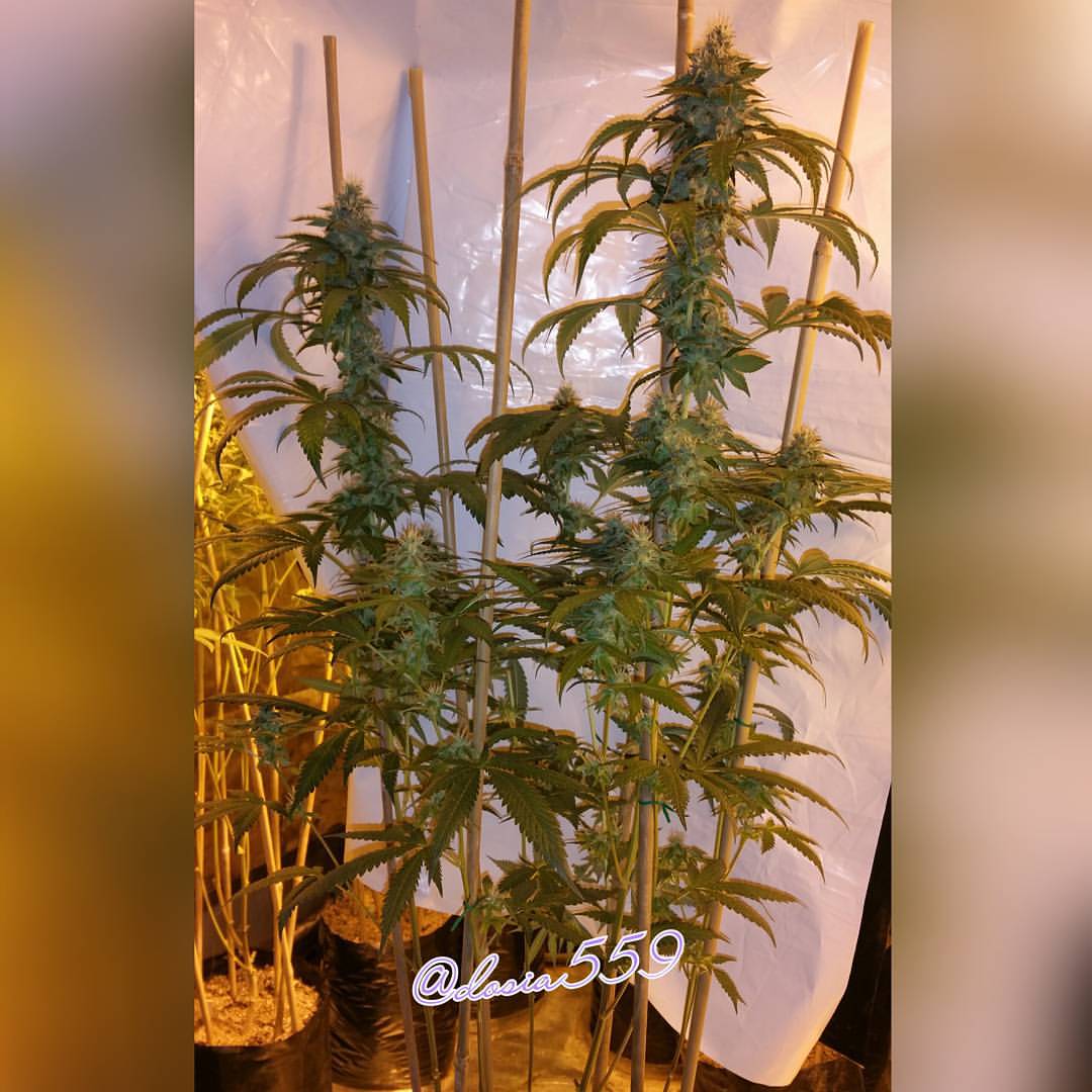 LoKeyFarms's tweet photo. π½ #FranchiseGenetics π½ π #SKorange7 π #LoKeyFarms https://t.co/IiSWvBYbmv