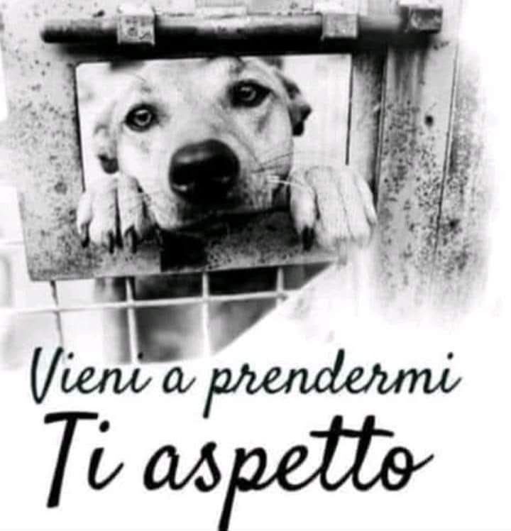 Il canile.
Ogni giorno che passa, 
mi guardo intorno cercando me stesso
o ciò che resta di me stesso.
Cammino contando quei passi che  
m’accompagnano nelle lunghe giornate
dove l’oblio s’unisce alla disperazione.
E’ come se una p [...]
