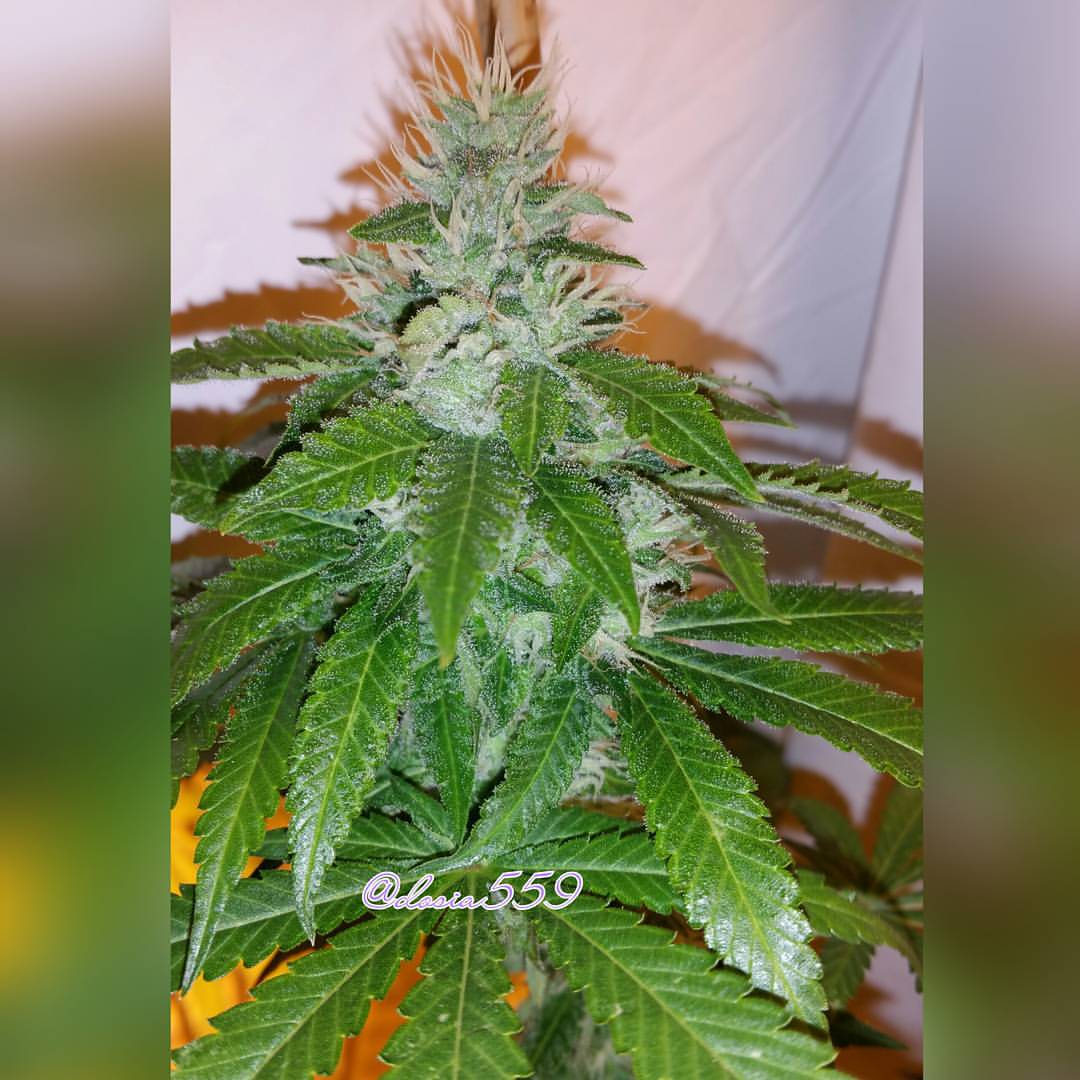LoKeyFarms's tweet photo. π½ #FranchiseGenetics π½π #SKorange7 π #LoKeyFarms https://t.co/N7UoTqklKL