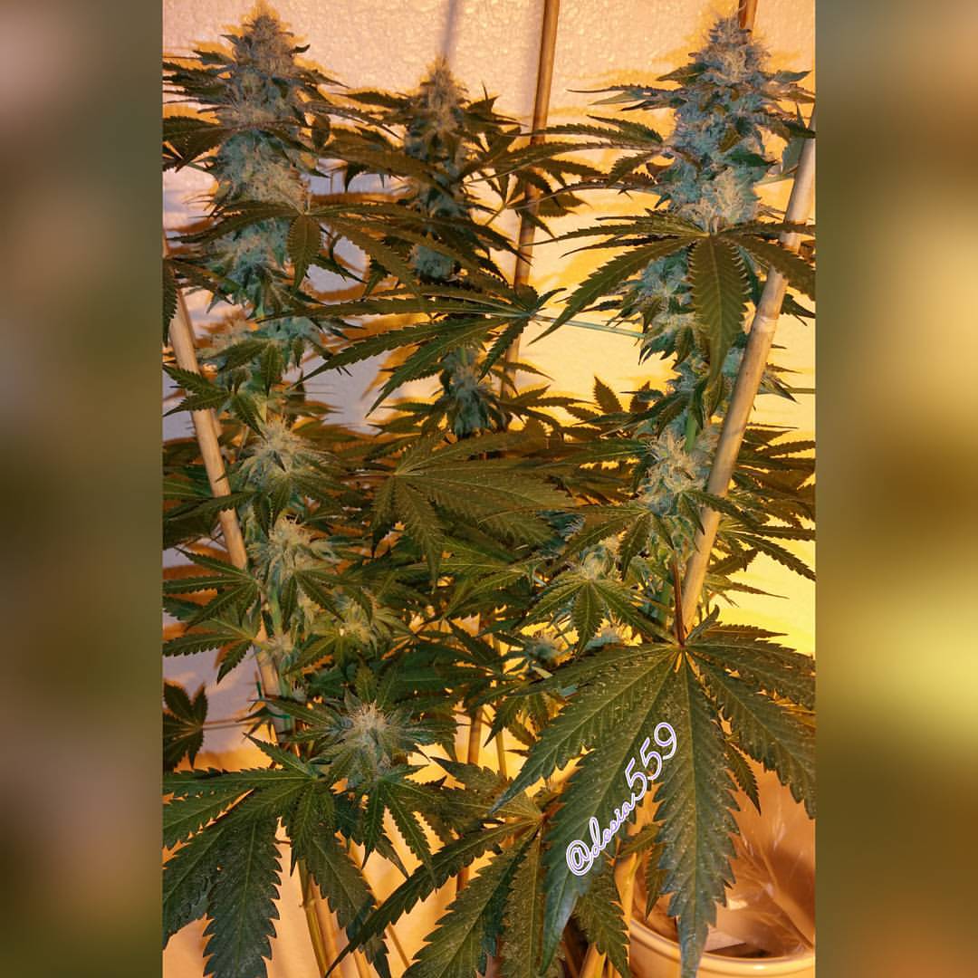 LoKeyFarms's tweet photo. #LoKeyFarms #MendoBreath one of the ladies rocking https://t.co/IIcFcloClR