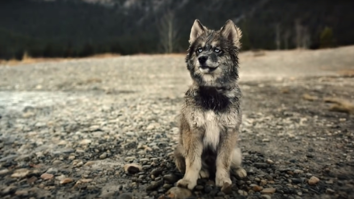 コヤンイ tweet media