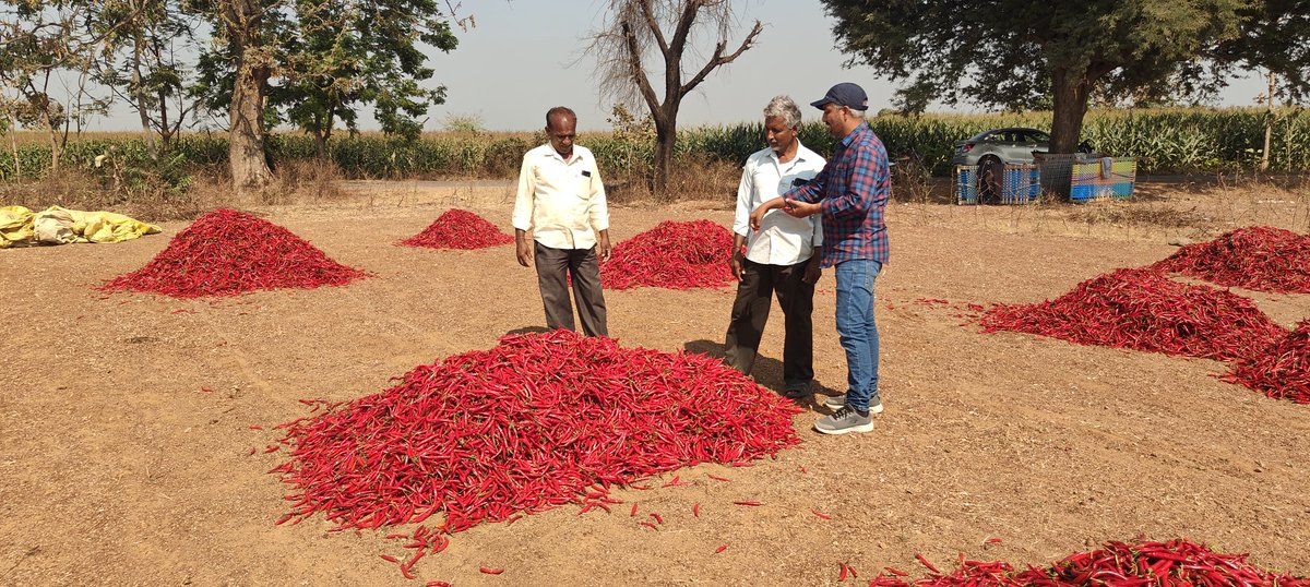 rakeshcherala3's tweet photo. Visited the Different fields and suggested management practices @TummalaOfficial @Collector_WGL https://t.co/LeLEaGPt9u