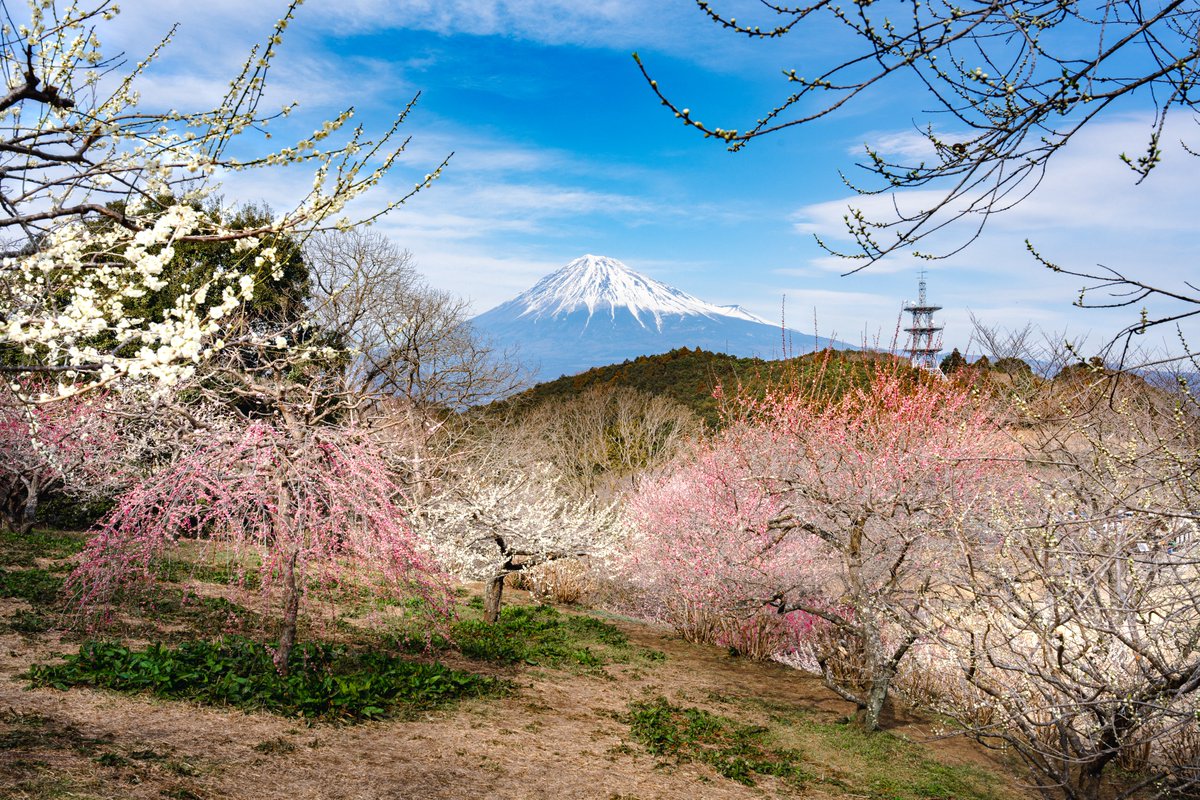 Ichiban_Japan's tweet photo. La saison des pruniers au Japon.

En février et mars, ce sont les pruniers Ume, aussi appelés "abricotiers du Japon", qui annoncent en beauté le retour du printemps, bien avant les cerisiers tant attendus !

Partout à travers le pays, on trouve des lieux magiques à découvrir, apportant de la poésie et un parfum enivrant aux paysages japonais.

1️⃣ Le parc Iwamotoyama Koen (préfecture de Shizuoka)
2️⃣ Le parc Inabe Bairin Koen (préfecture de Mie)
3️⃣ Le jardin Suzuka no Mori Teien (préfecture de Mie)
4️⃣ Le sanctuaire Inuyama Oagata-jinja (préfecture d’Aichi)