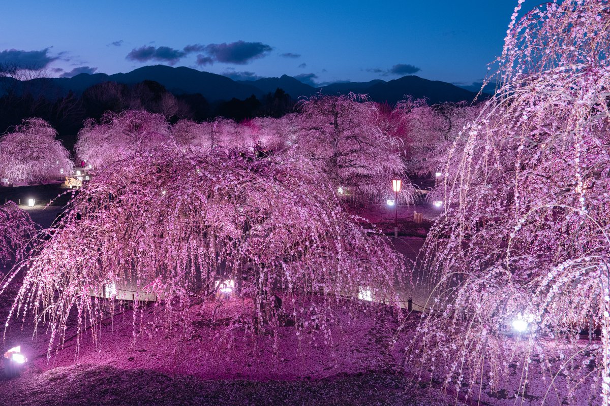 Ichiban_Japan's tweet photo. La saison des pruniers au Japon.

En février et mars, ce sont les pruniers Ume, aussi appelés "abricotiers du Japon", qui annoncent en beauté le retour du printemps, bien avant les cerisiers tant attendus !

Partout à travers le pays, on trouve des lieux magiques à découvrir, apportant de la poésie et un parfum enivrant aux paysages japonais.

1️⃣ Le parc Iwamotoyama Koen (préfecture de Shizuoka)
2️⃣ Le parc Inabe Bairin Koen (préfecture de Mie)
3️⃣ Le jardin Suzuka no Mori Teien (préfecture de Mie)
4️⃣ Le sanctuaire Inuyama Oagata-jinja (préfecture d’Aichi)