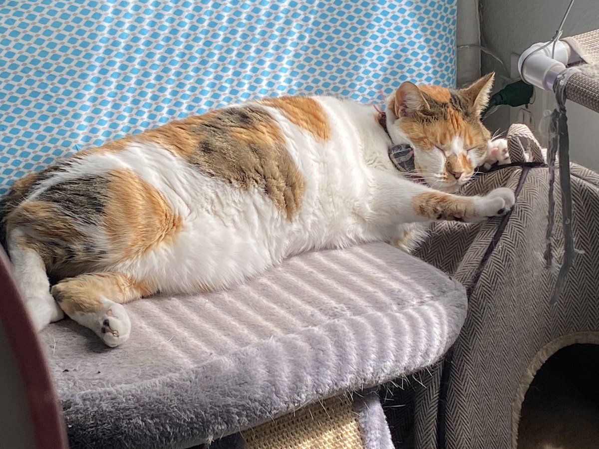 🫧lilicow ᓚᘏᗢ🫧 tweet media