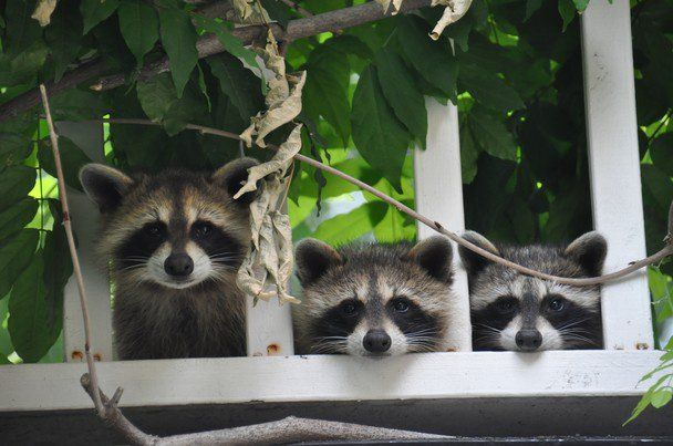 ラ・ファ・ファ