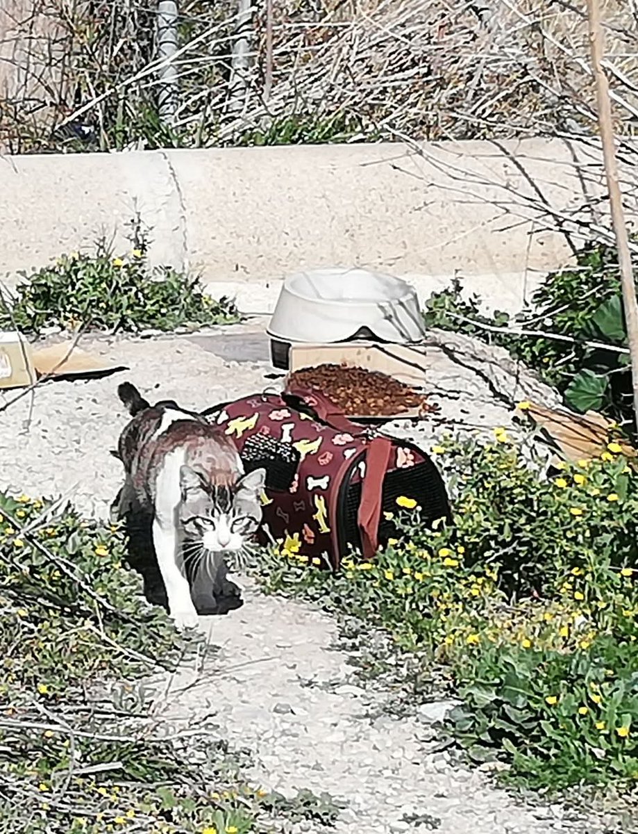 Que miserable puede ser la gente,
Gato abandonado con su transportín en una colonia, si conocéis a los dueños informarles ,Es manso, necesita acogida y adopción, o acabará mal. Contacto 644196446
Ha ocurrido en  #Lorca #Murcia
Al que lo/a abandonó ojalá ....