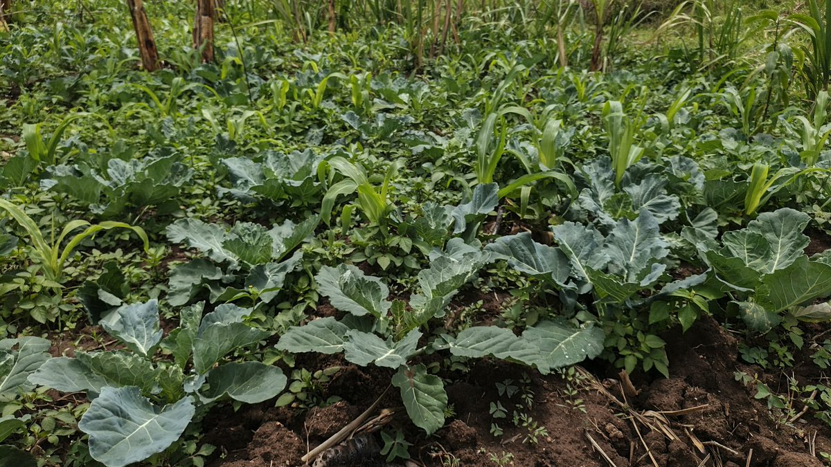 GodfreyDonald1's tweet photo. Machakos County Govt has prioritized provision of accessible sufficient clean water for domestic use and Irrigation farming through construction of weirs and dams.This has significantly boosted the economy leading to improved livelihoods of the people. #MachakosCountyAddress https://t.co/06dEYoav8n