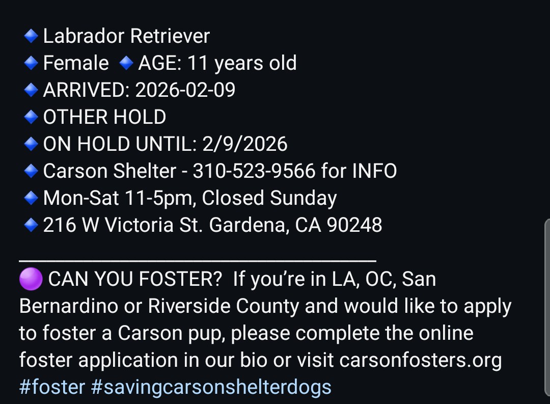 8415_n's tweet photo. MISTY #A5024582
11yo. #lab #labrador #labrescue #labradorrescue #seniordog
Her bonded brother was adopted, MISTY left behind. She deserves safety & love,an exit plan from #CarsonCA #Gardena #LosAngeles #California #SoCal #NorCal #pnw
#PLEDGE
#FOSTER
#ADOPT
https://t.co/sDmqNnowq0 https://t.co/lpymyO7rIY