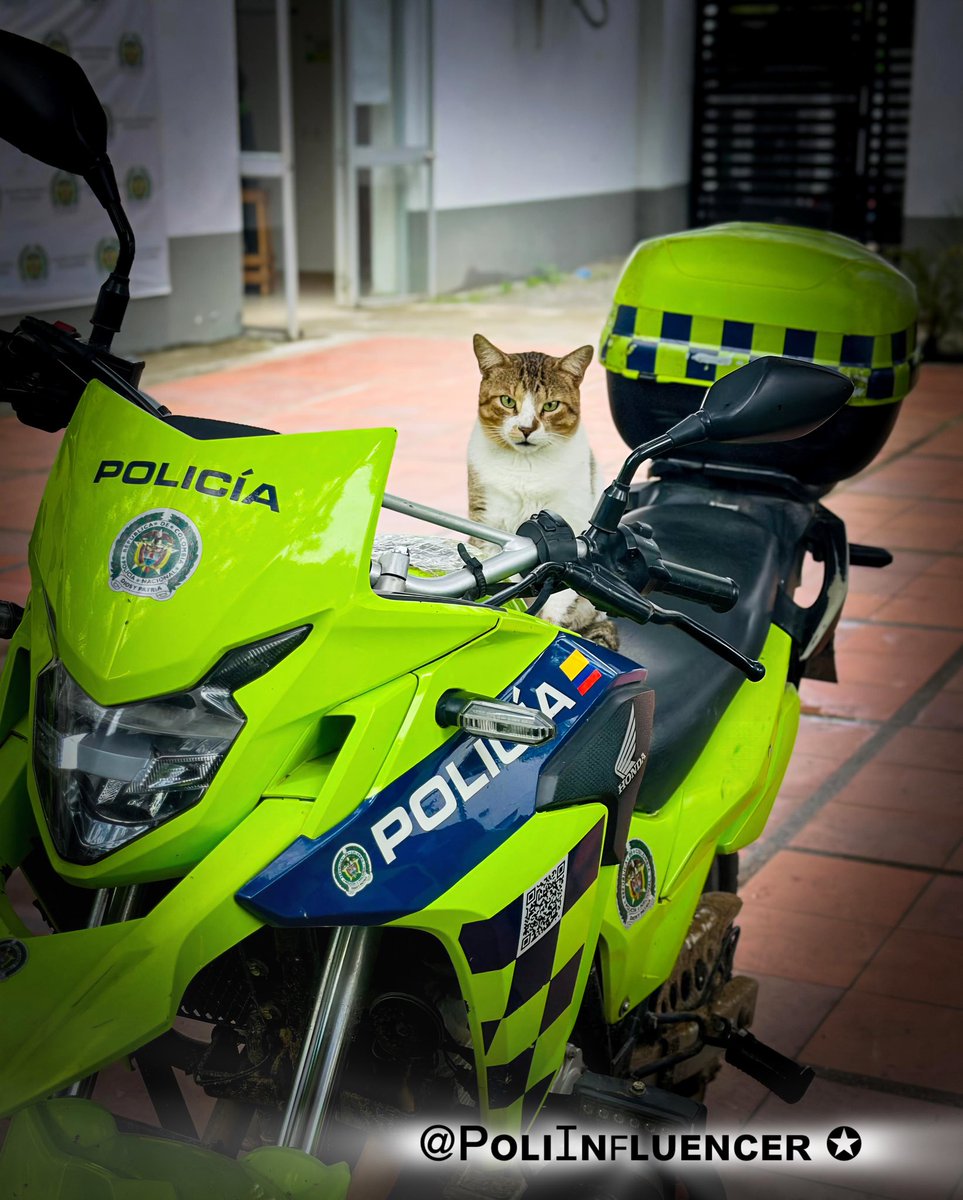 PoliInfluencer's tweet photo. ¡Dios y Patria, Colombia! 🇨🇴☀️

Hoy tenemos los hermosos refuerzos Caninos y Felinos listos para patrullar. 🐾 🐈 
Con actitud, disciplina y muchas ganas de servir.

Porque cuando se trata de proteger, todos sumamos.

Copyright© ★ Deiby Reyes | El Pᴏʟɪⵊɴꜰʟᴜᴇɴᴄᴇʀ ✪ https://t.co/YFLFG64aNi