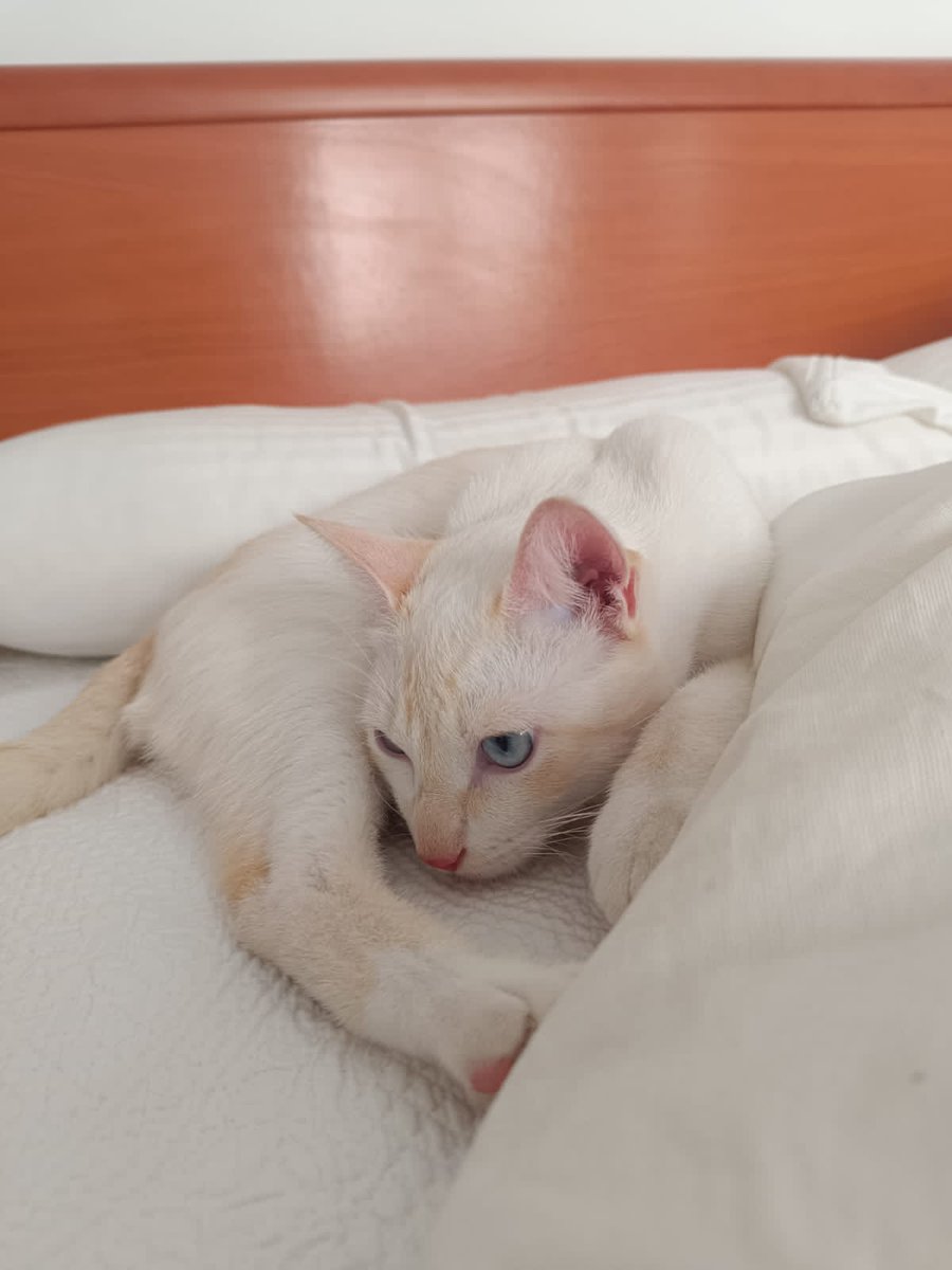 areagossosbdn's tweet photo. 🆘🆘¡¡ATENCIÓN!!🆘🆘
Gato perdido en la calle Matagalls en el barri de #LaMorera
#Badalona.
Tiene chip y está castrado. 
Si lo ves ponte en contacto:
📞 635 42 73 97 Javi
Máxima difusión.
📣📣📣
#XarxaBarcelonaPerduts
#FemXarxa https://t.co/csQSGJEwIm