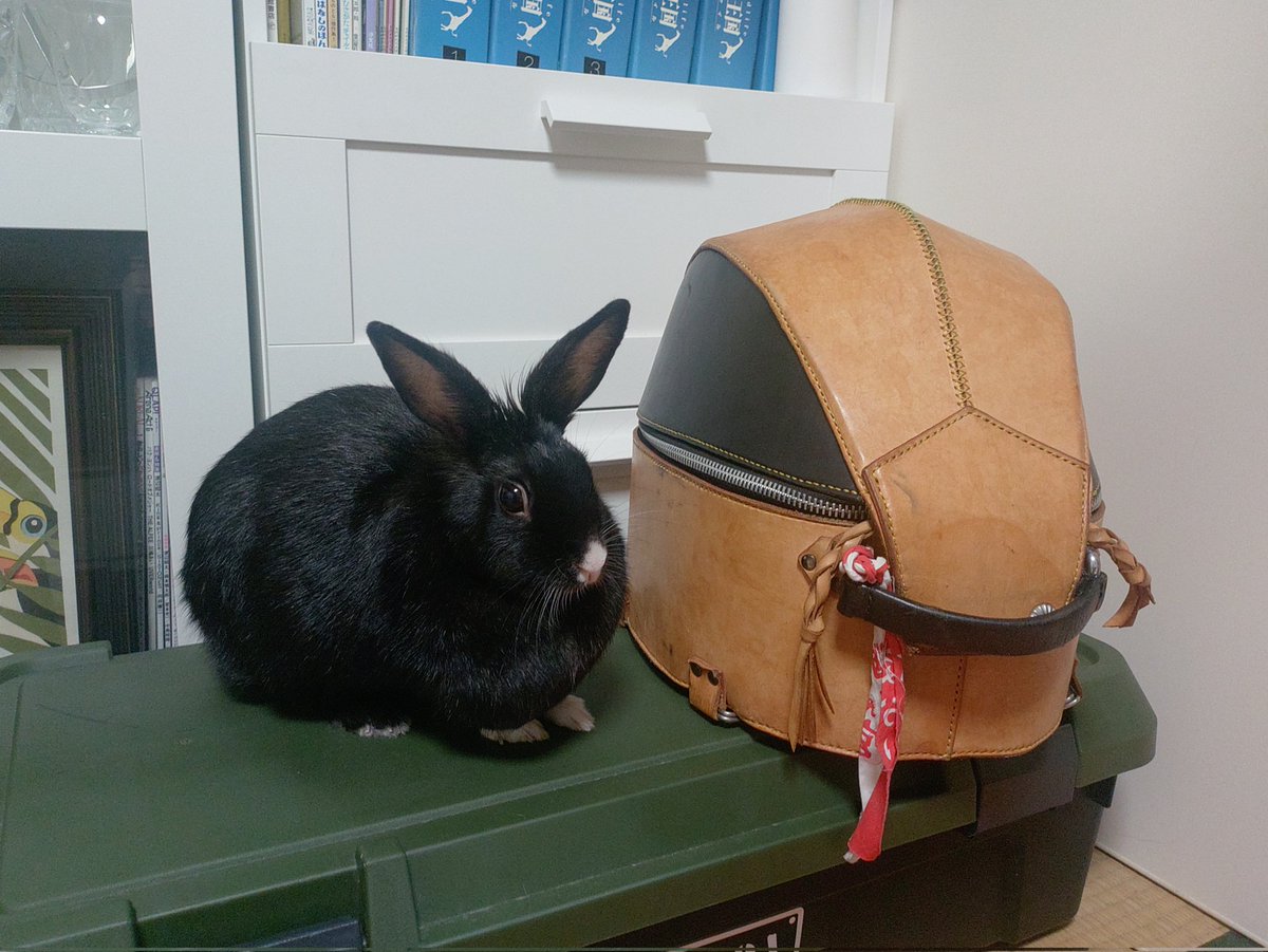 装具類とか明日すぐトランポに積めるように下ろしてきてたらうさぎが上