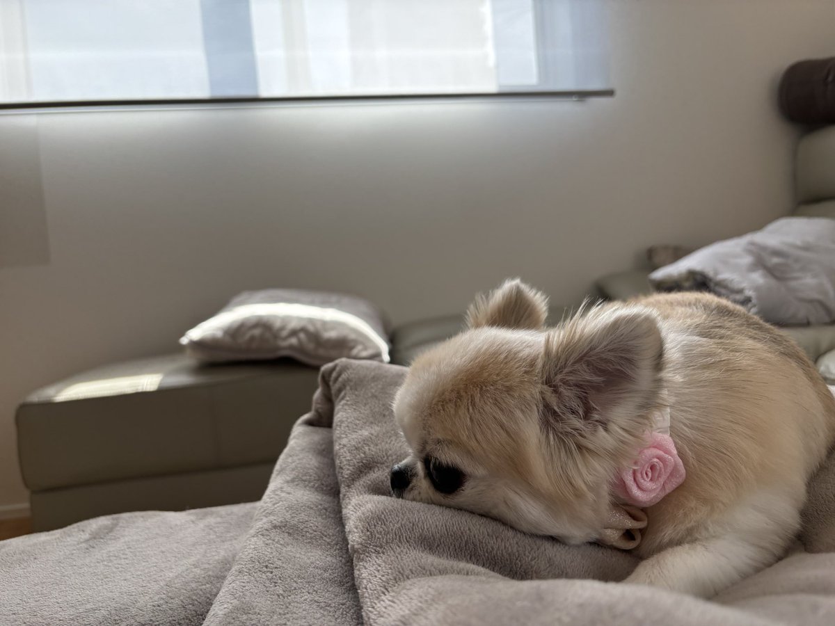 chihuahua_ume's tweet photo. トリミングでお花付けてもらった犬
似合ってる( ᴖ ̫ᴖ ) https://t.co/QQEvqVeG3f