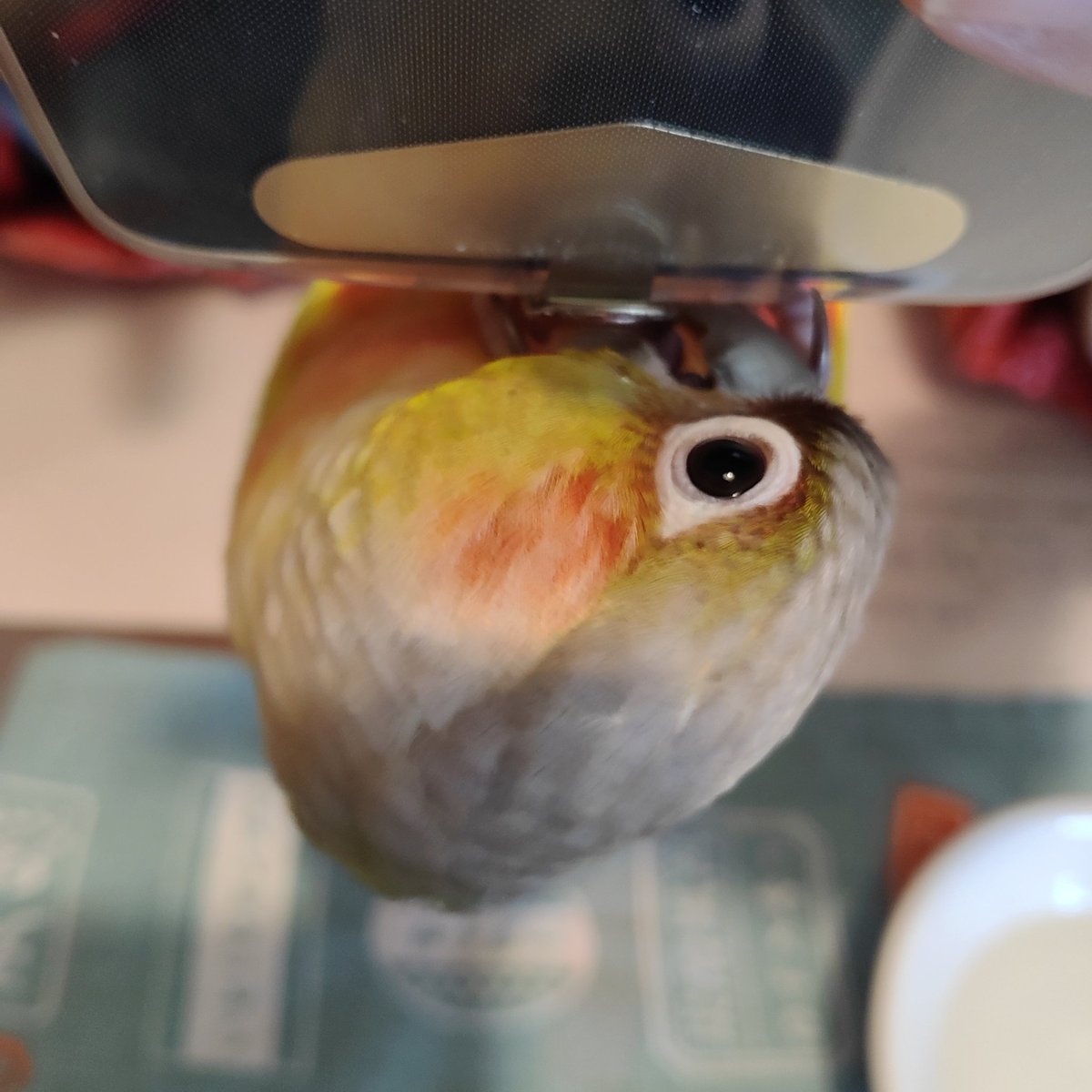 η(ｲｰﾀ) tweet media