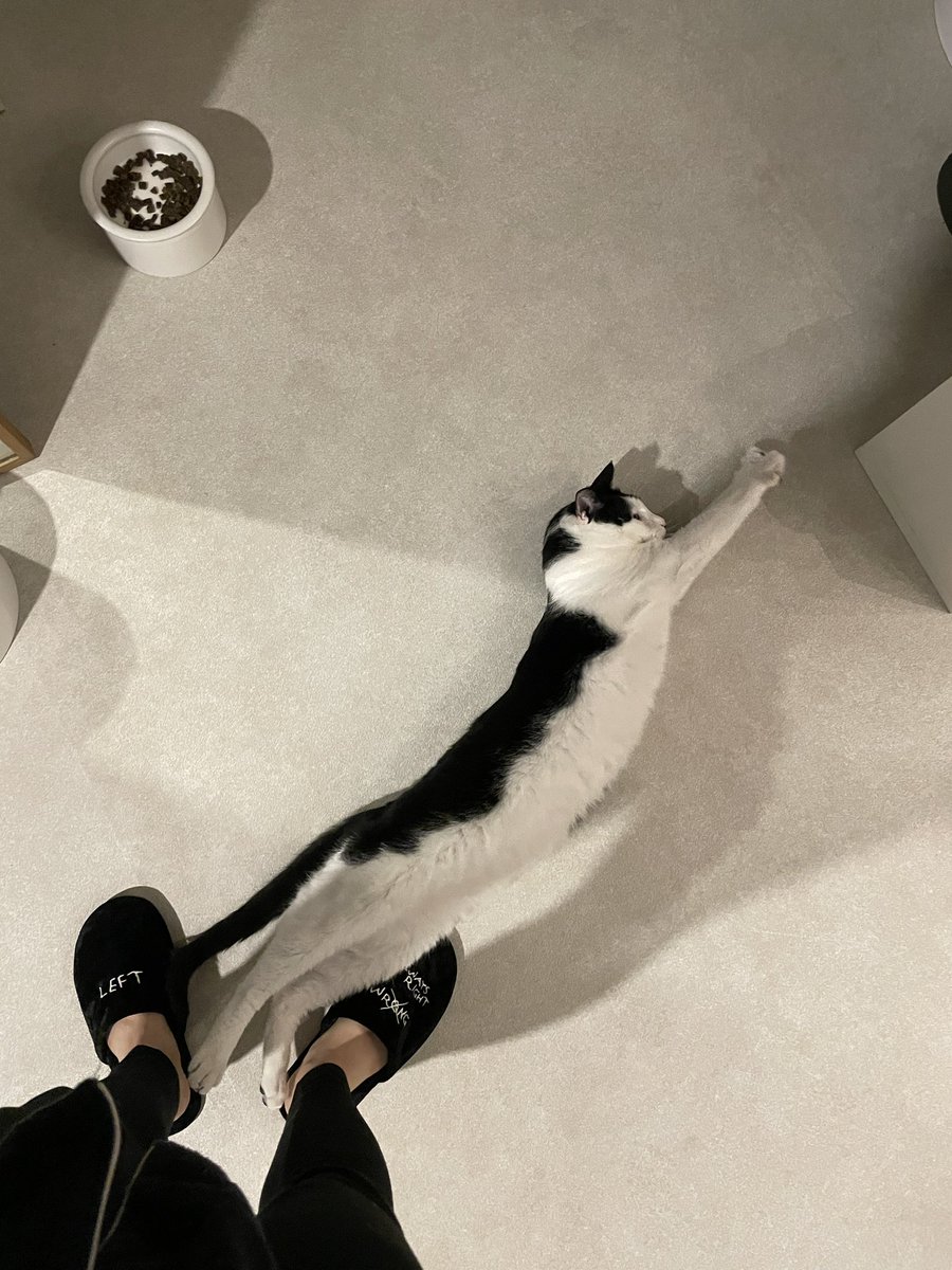 Kimcatsanp's tweet photo. 고양이 길어 https://t.co/RApnUbvbH0