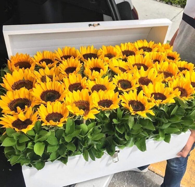 Sunflower 🌻 tweet media