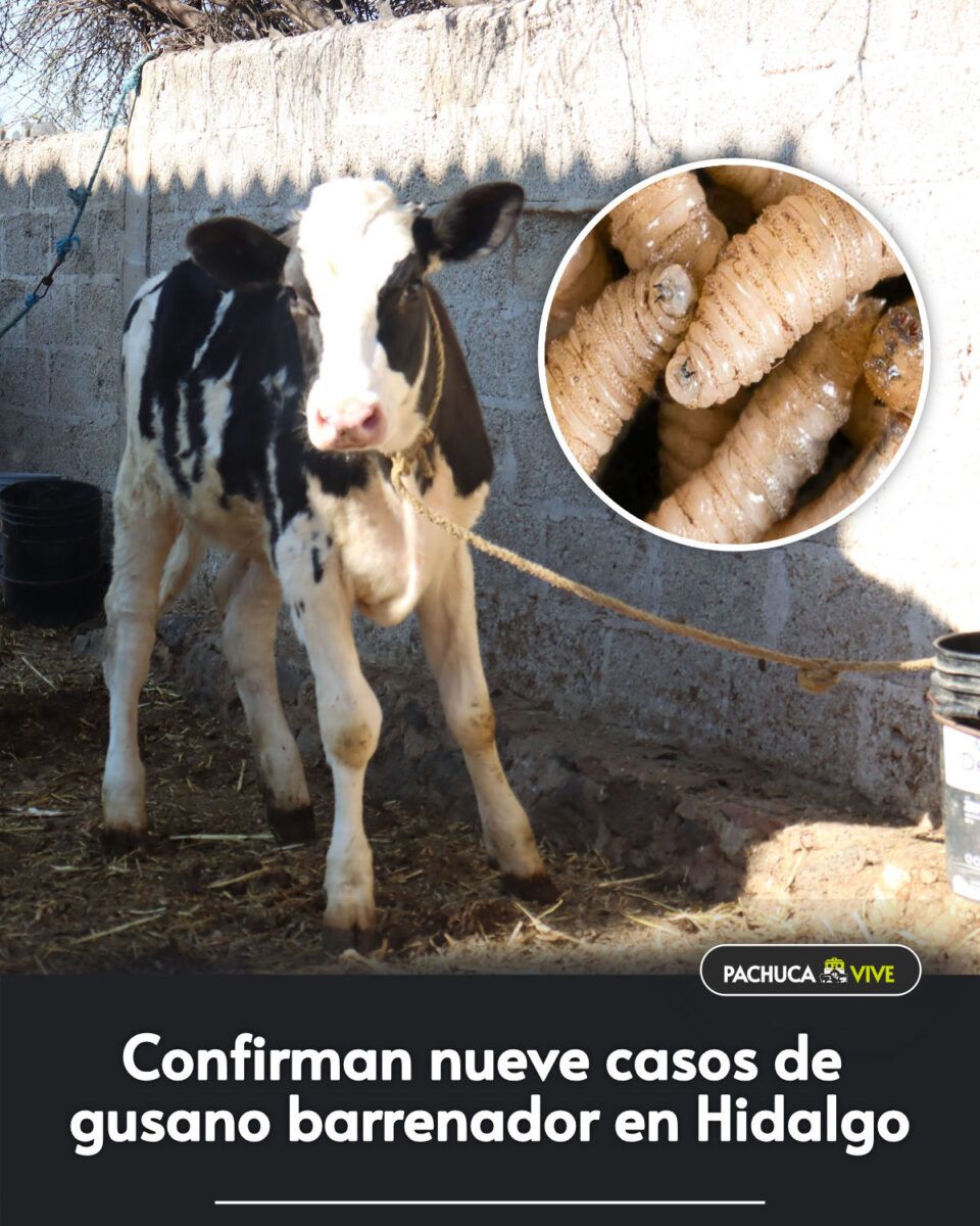 🐄🪱 Confirman nueve casos de gusano barrenador en Hidalgo
➟ pachucavive.com/?p=101714