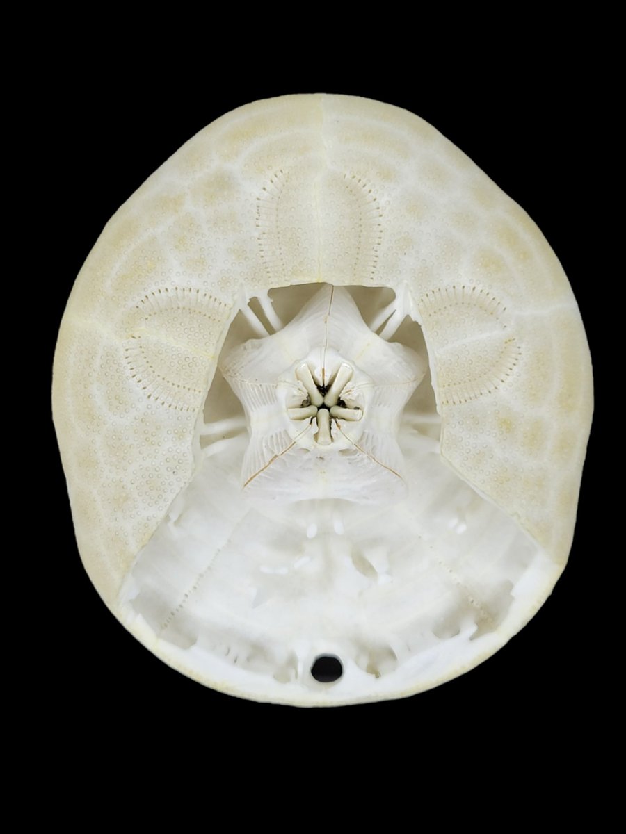 タンタル tweet media