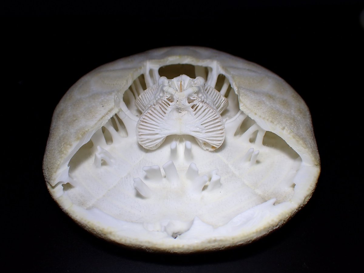 タンタル tweet media