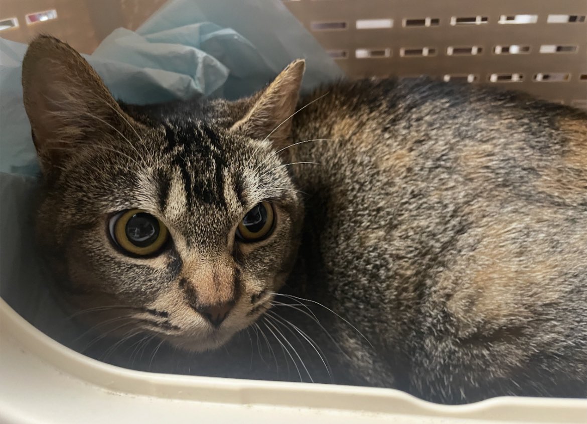 高齢者の心変わりに 困惑😖 病気だから 猫の面倒は見れない