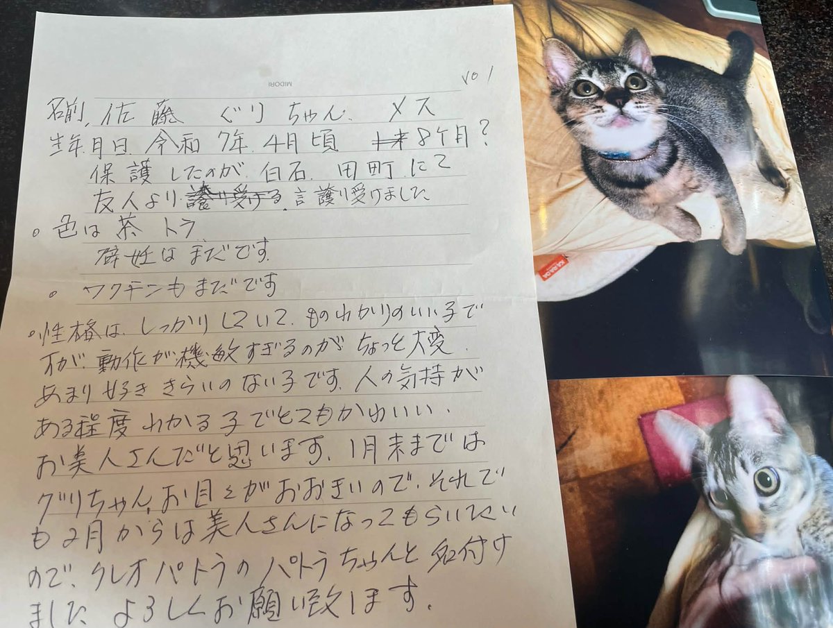 高齢者の心変わりに 困惑😖 病気だから 猫の面倒は見れない