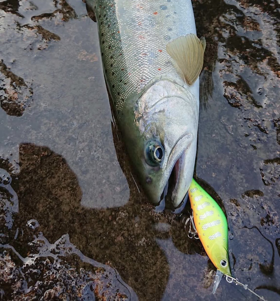 ティムコ トラウトフィッシング (@tiemco_trout) / Posts / X