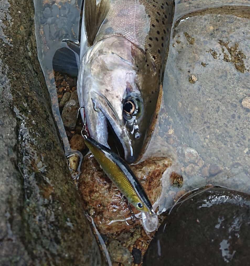 ティムコ トラウトフィッシング (@tiemco_trout) / Posts / X