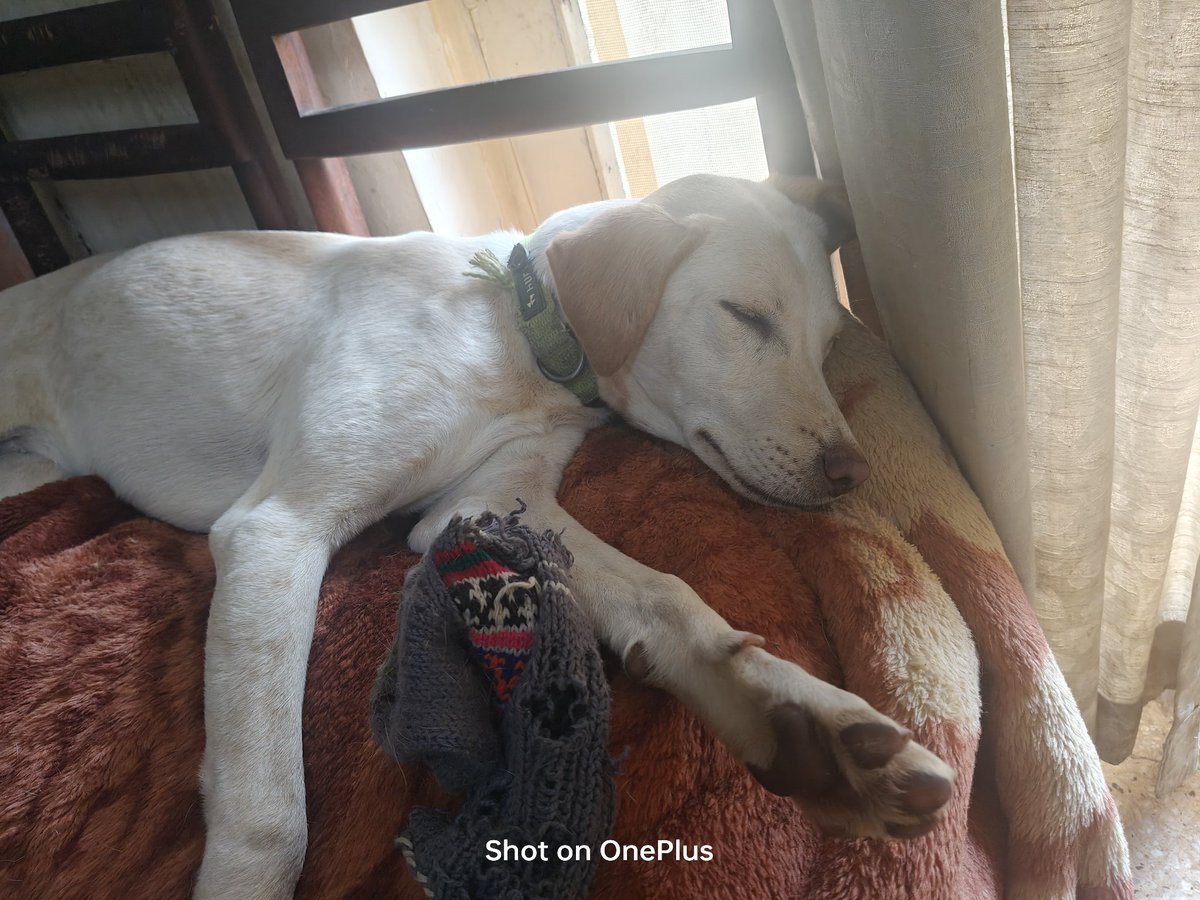 Dogs didn’t design urban chaos. They’re surviving inside it.
Garbage mismanagement, failed sterilisation, broken systems — that’s on us.
Stop blaming the voiceless for human incompetence.

Adopt an Indie instead:)

#Desidogsmerijaan
#saveindiandogs