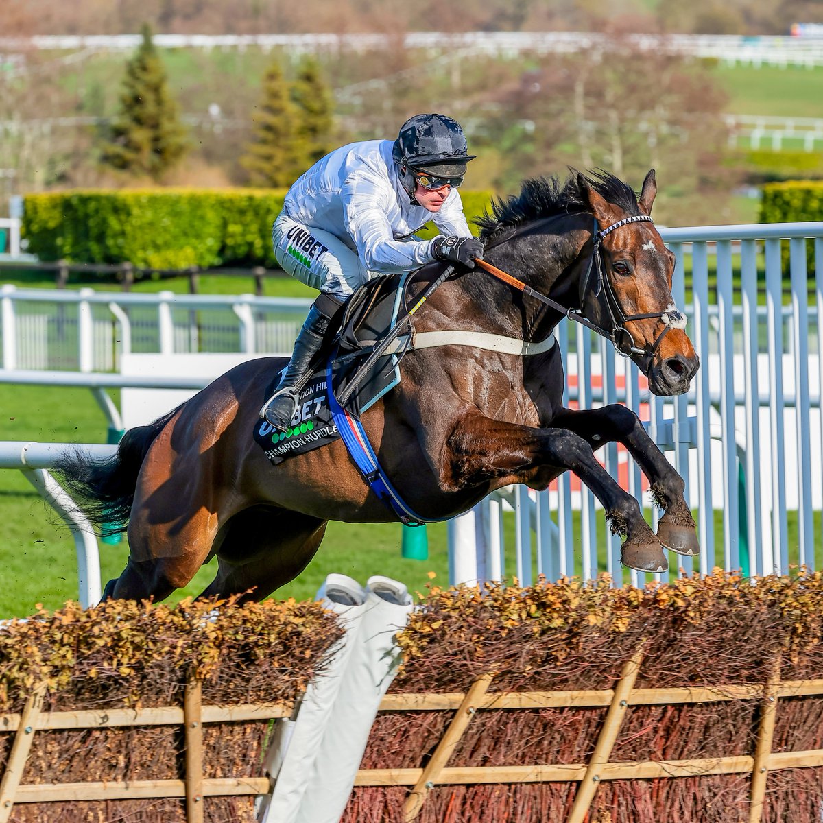 Constitution Hill - what a fantastic career over hurdles ⚪️⚫️

∙ Form under rules: 111/1111/1/11FF-5F
∙ 2022 Supreme Novices' Hurdle winner
∙ 2023 Champion Hurdle winner 
∙ Nine Group 1 wins 
∙ Supreme course record at Cheltenham
∙ Three-time winner of the Christmas Hurdle