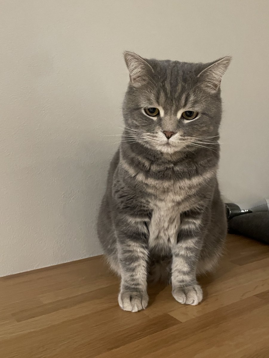 15229cm's tweet photo. 何か言いたげなお顔•⩊• #猫好きさんと繋がりたい #ねこかわいいね https://t.co/SbTlwih3XX