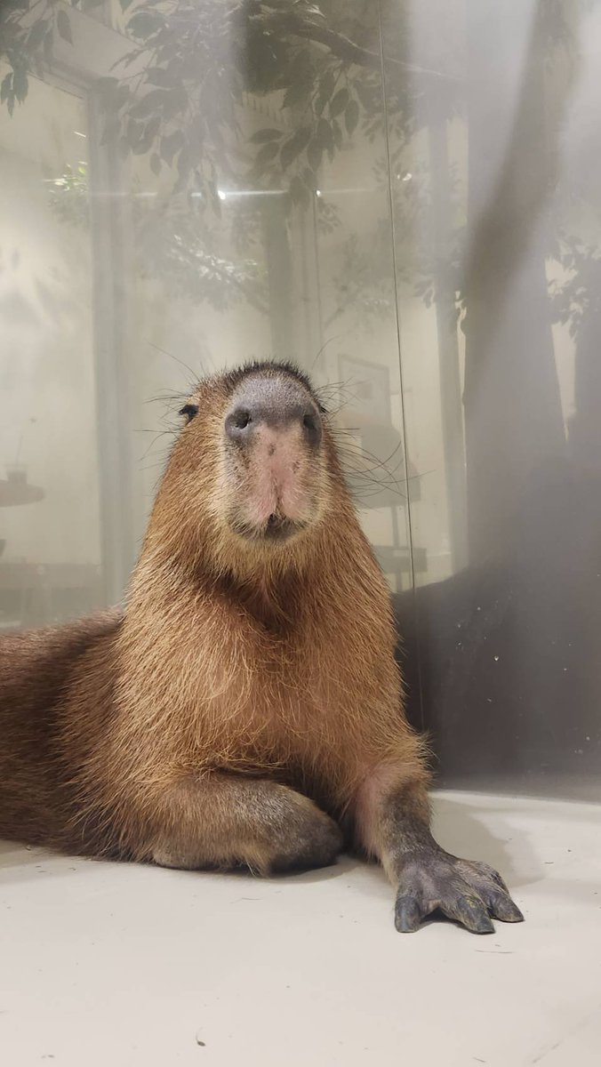 カピバラかぴばら (@capybara5179) / Posts / X