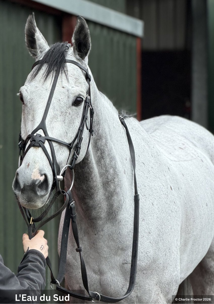 MonarchyUK's tweet photo. L’Eau du Sud all set for the Queen Mother Champion Chase. https://t.co/WXRv5ciBnm