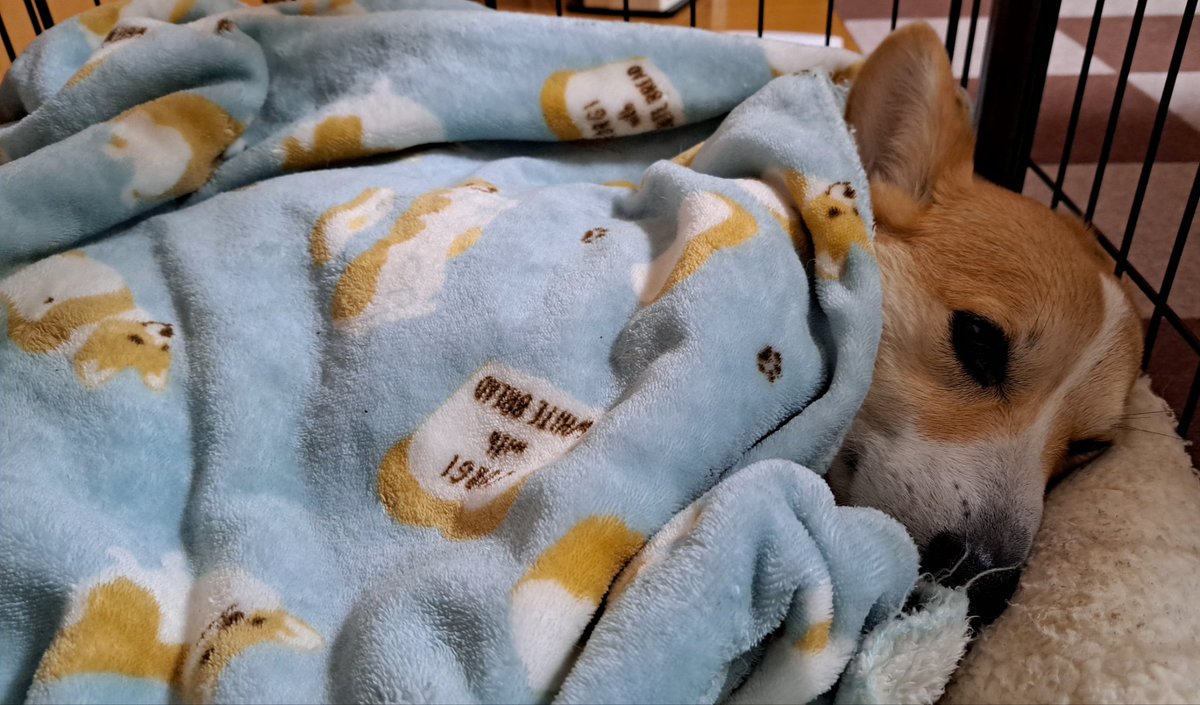 おやすみなさい～💤 またね✋🐾