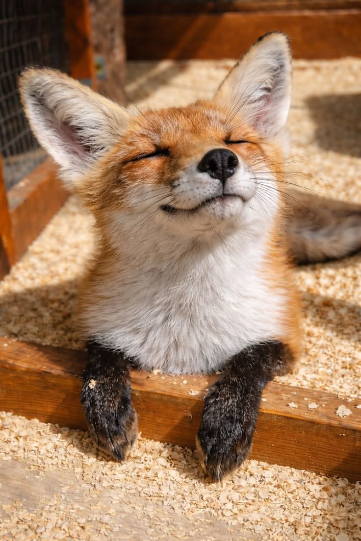 🍁 𝓣𝓱𝓮 𝓕𝓸𝔁 𝓛𝓲𝓯𝓮 🌾🦊 tweet media