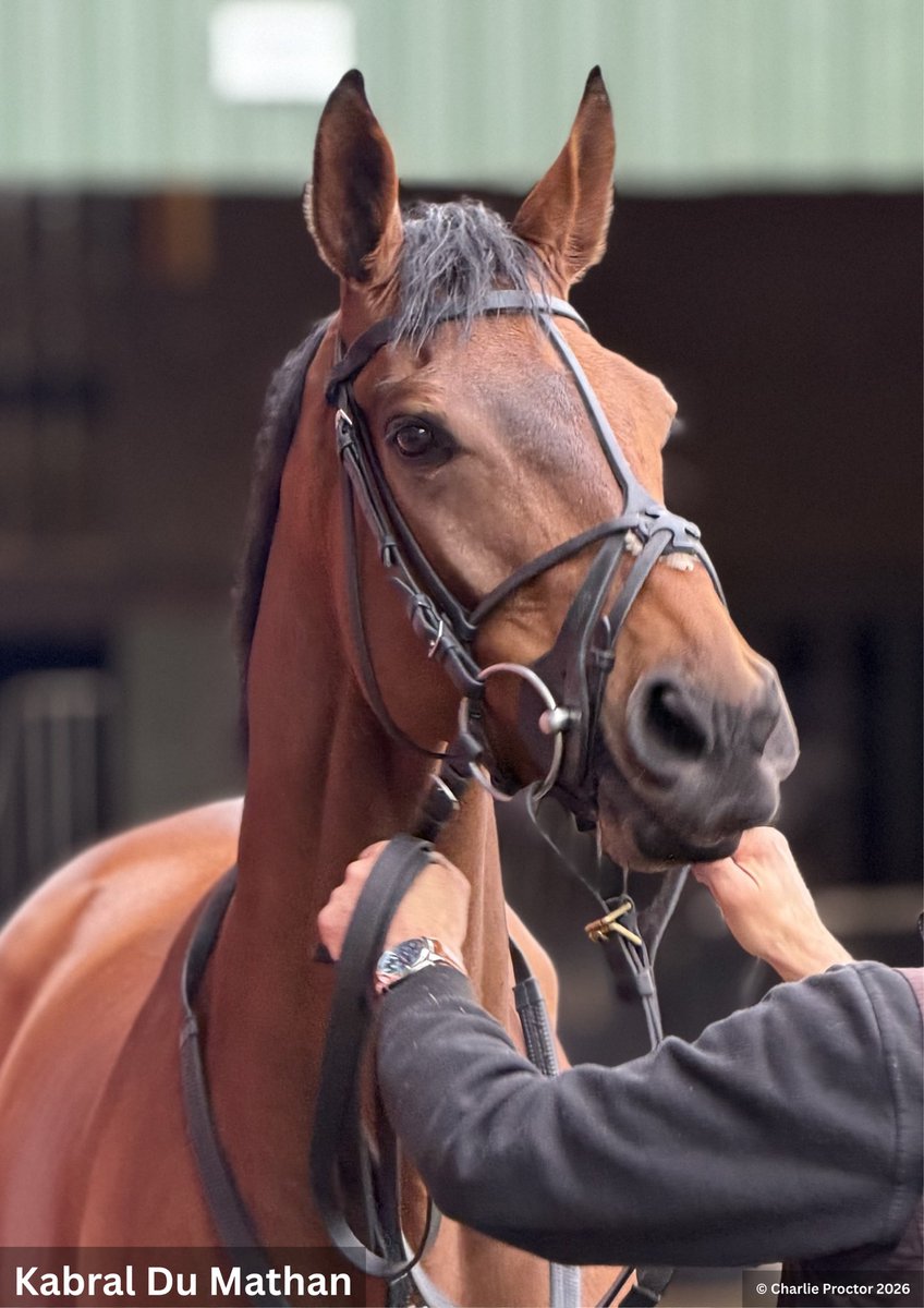 MonarchyUK's tweet photo. Dan Skelton says he has every intention for Kabral Du Mathan to run in the Stayers’ Hurdle at Cheltenham.

He thinks he “could be a champion” https://t.co/5JSImXNwrp