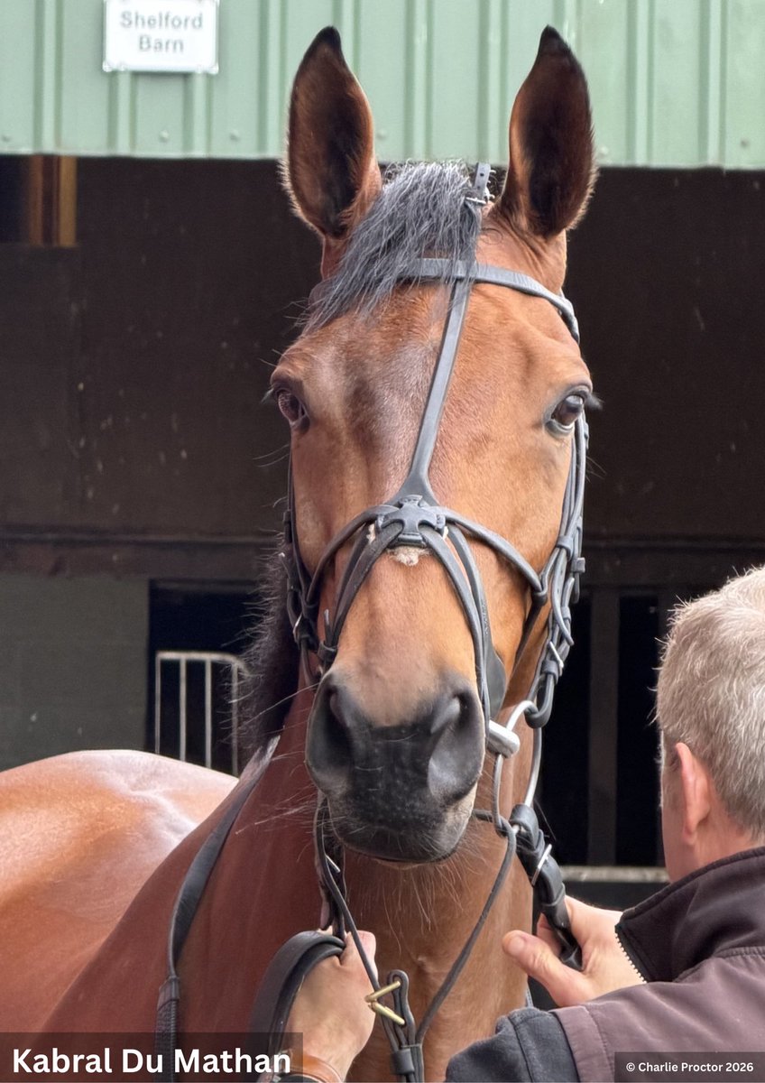 MonarchyUK's tweet photo. Dan Skelton says he has every intention for Kabral Du Mathan to run in the Stayers’ Hurdle at Cheltenham.

He thinks he “could be a champion” https://t.co/5JSImXNwrp