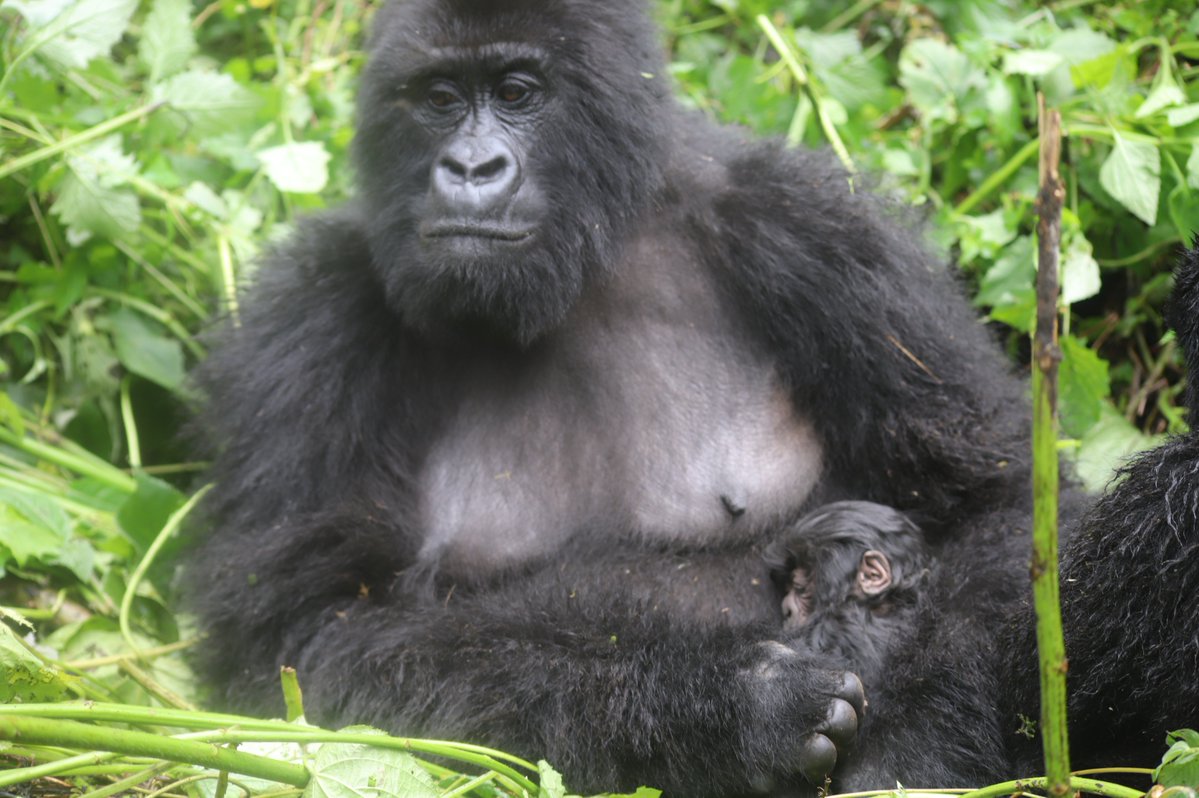 Virunga National Park tweet media
