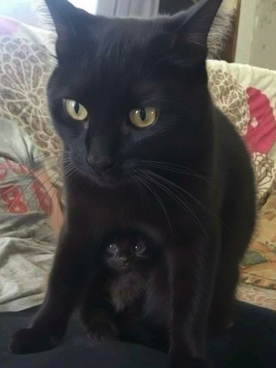 twaniimals's tweet photo. https://t.co/EHIWsy5GOR