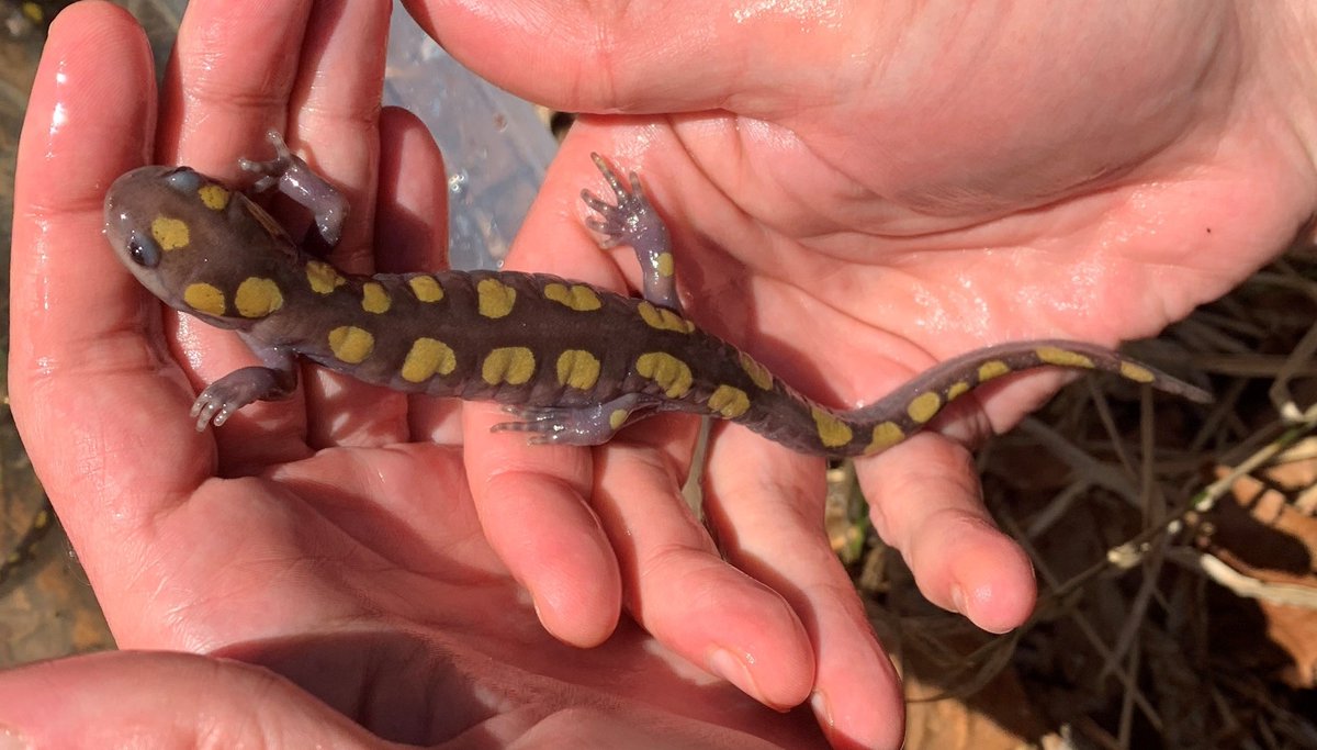 ohiodnr's tweet image. Wildlife Wednesday time! We are spotlighting an amphibian which is seldom seen except in early spring because of it's secretive nature and love for tunneling underground - the Spotted Salamander.   @OhioDivWildlife @OHEducation #salamander #wildlife ohiodnr.gov/static/documen…