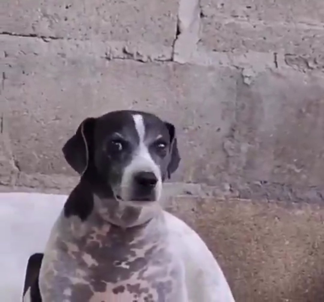 Patricia tweet media