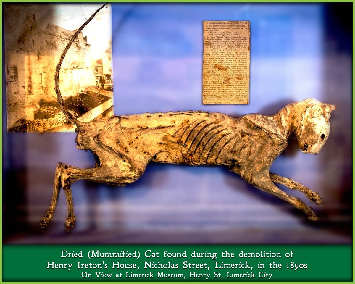 Limerick Museum tweet media